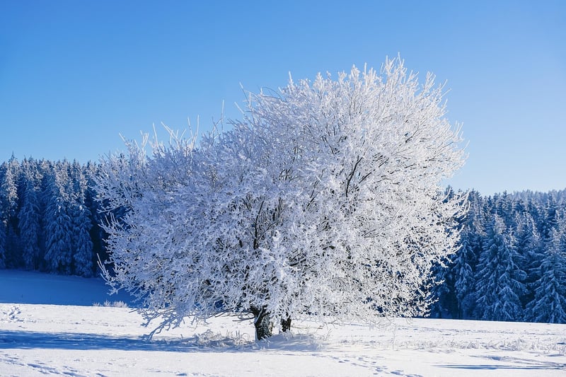 Winter Wonderland Soiree